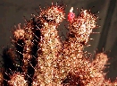 Mammillaria yaquensis (1).jpg